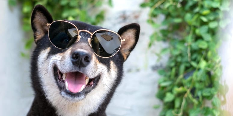 Sonnenbrille für Hunde: stilsicherer Schutz!